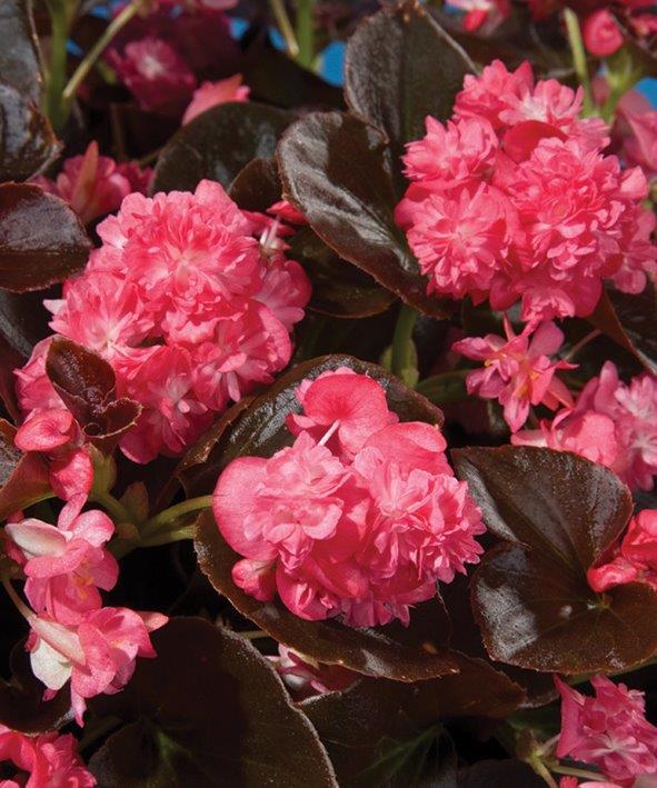 B. ‘Gum Drop Coco Rose’